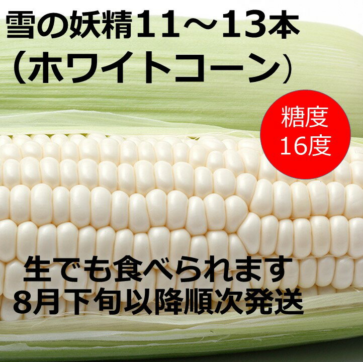 【ふるさと納税】訳あり 雪の妖精（ホワイトコーン）11～13本入り 朝獲れ 北海道 とうもろこし トウモロコシ 甘い 人気