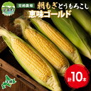 11位! 口コミ数「1件」評価「4」北海道 朝もぎ とうもろこし 恵味 ゴールド 10本 トウモロコシ コーン スイートコーン イエローコーン 黄色 とうきび もぎたて 旬 農･･･ 