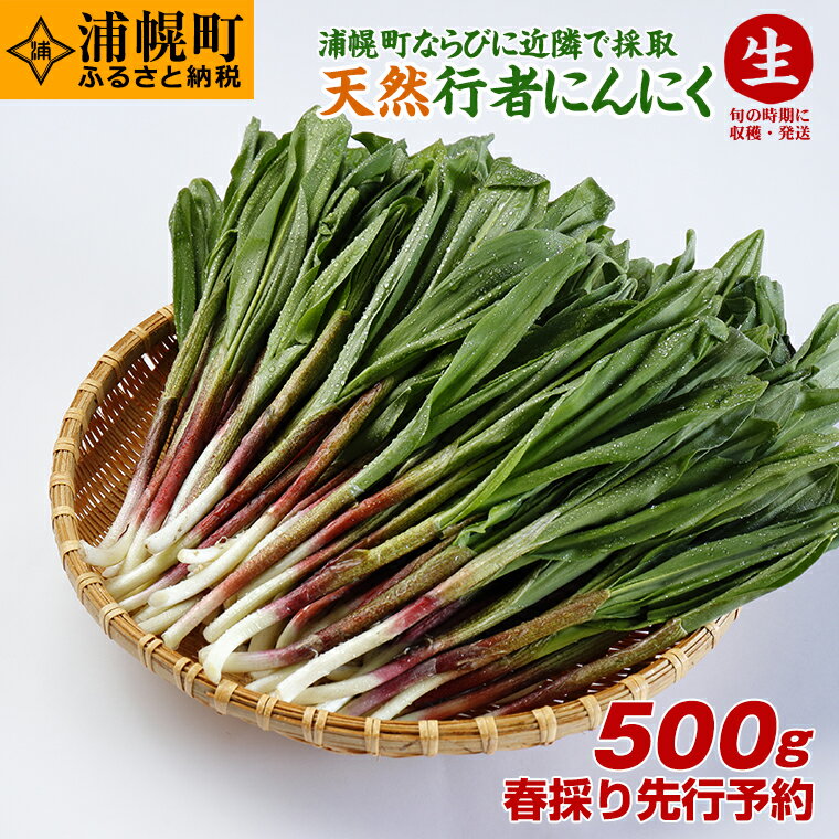 春採り先行予約!天然生行者にんにく500g 旬の時期に収穫・発送[4月下旬頃から順次発送]