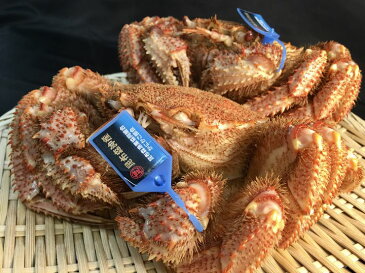 【ふるさと納税】北海道 昆布森の毛蟹 (2〜3尾/合計1kg)<出荷時期:2021年10月ごろ発送予定>【 かに 北海道 釧路町 】