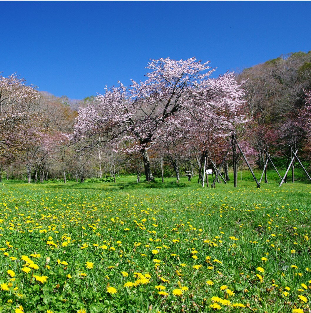 【ふるさと納税】北海道釧路町の桜の木(1本)のオーナー権及びオーナー証＜出荷時期：2022年5月15日～2023年2月20日＞【 北海道 釧路町 自然環境 保護 ひがし北海道 令和 はなさかじいさん 】