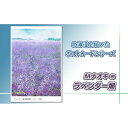 【ふるさと納税】北海道 絵葉書(ハガキ) 贈呈用 ラベンダー畑|アート アーティスト 1000円 Mナオキオリジナル アート 贈呈用 記念品 返礼品 インテリア...