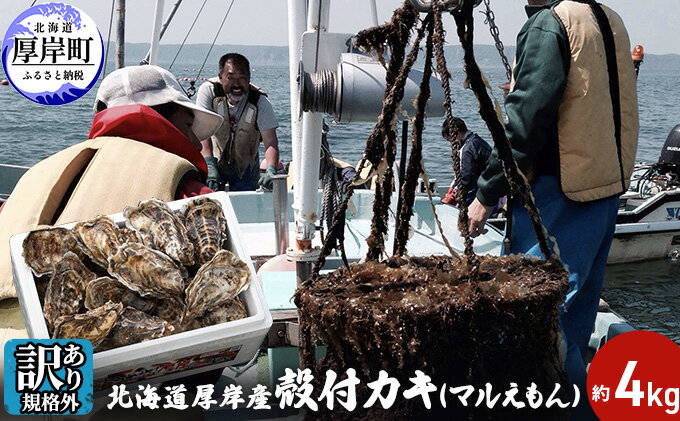 【ふるさと納税】【訳あり・規格外】 北海道厚岸産 殻付カキ（マルえもん）約4kg （25個〜50個) カキナイフ付　【魚貝類・魚介類・生牡蠣・牡蠣・かき・カキ・シーフード・殻付き牡蠣】