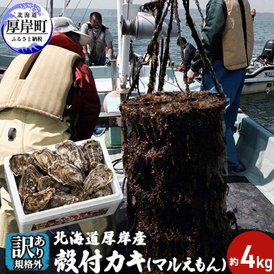 【ふるさと納税】【訳あり・規格外】 北海道厚岸産 殻付カキ（マルえもん）約4kg （25個〜50個) カキナイフ付　【魚貝類・魚介類・生牡蠣・牡蠣・かき・カキ・シーフード・殻付き牡蠣】