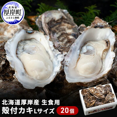 【ふるさと納税】厚岸産　殻付カキLサイズ20個（生食用）　【魚貝類 生牡蠣 かき 殻付カキ 牡蠣 カ...