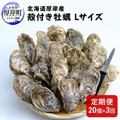 【ふるさと納税】【 3ヶ月 定期便 】厚岸産 殻付き 牡蠣 Lサイズ 20個入 (各回20個×3ヶ月分,合計60個)...