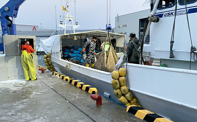 【ふるさと納税】北海道 厚岸産 極太 ボイルたこ足 2本（約2.5kg） 魚介類 海鮮 海の幸 刺身 タコ焼き タコ飯 アヒージョ ミズダコ 真蛸 真空包装 急速冷凍 歯ごたえ 旨み 低糖質 低カロリー f016624-akkeshi-10000548 北海道厚岸町 サンプル画像3
