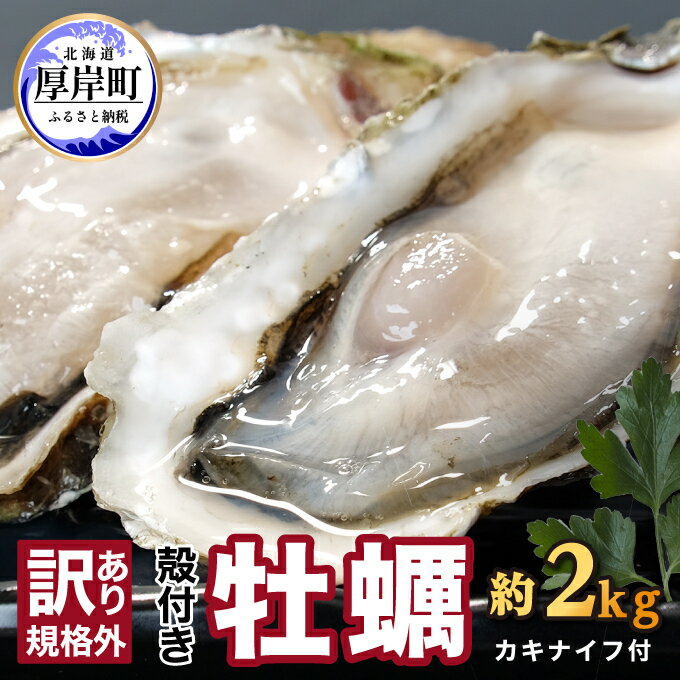 訳あり ハーフ 規格外 牡蠣 北海道厚岸産 殻付カキ 約2kg(11〜25個)カキナイフ付 生食 [ 魚貝類 生牡蠣 かき 生カキ カキフライ マルえもん 訳 いびつな形 四季によって違う味わい コクがあり濃厚 ]