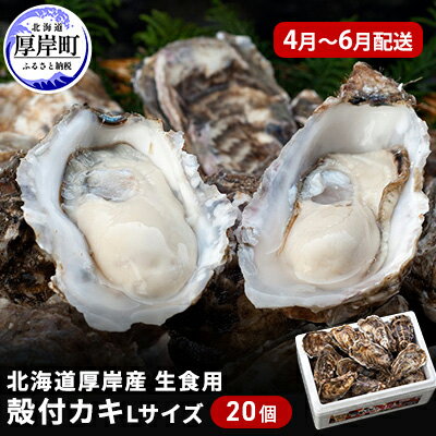 2025年4月～6月配送 厚岸産　殻付カキ Lサイズ20個（生食用）牡蠣　【 魚貝類 海鮮 海の幸 生食用 生食用牡蠣 オイスター 厚岸産生牡蠣 マルえもん 】　お届け：2025年4月～6月