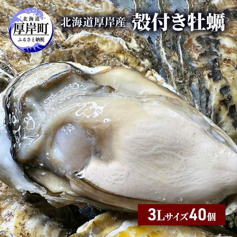 【ふるさと納税】北海道 厚岸産 殻付き 牡蠣 3Lサイズ 40個　【 魚貝類 生牡蠣 海鮮 海の幸 生食用牡...