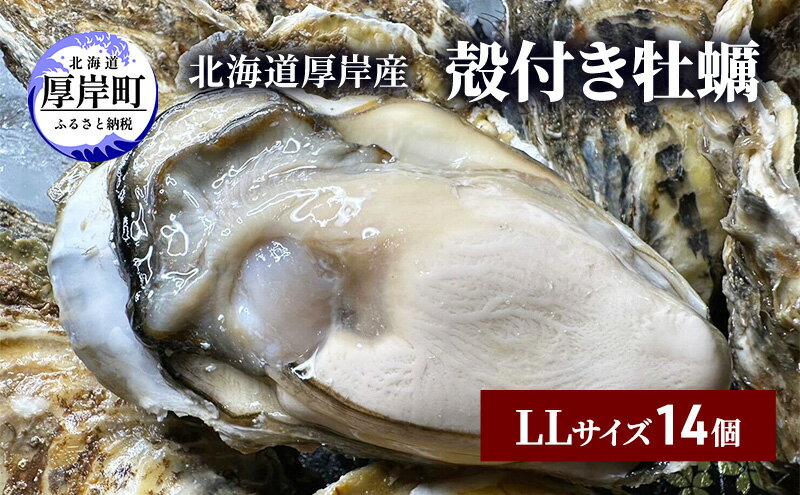 【ふるさと納税】北海道 厚岸産 殻付き 牡蠣 LLサイズ 14個　【 魚貝類 生牡蠣 海鮮 海の幸 生食用牡蠣 生食用 生食用殻付き牡蠣 濃厚 甘み オイスター 】