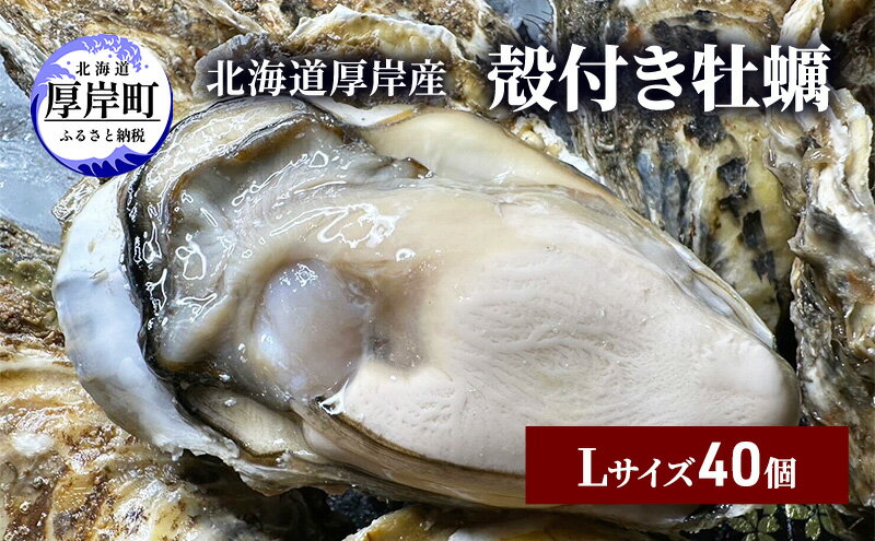 【ふるさと納税】北海道 厚岸産 殻付き 牡蠣 Lサイズ 40個　【 魚貝類 生牡蠣 海鮮 海の幸 生食用牡蠣 生食用 生食用殻付き牡蠣 濃厚 甘み オイスター 】