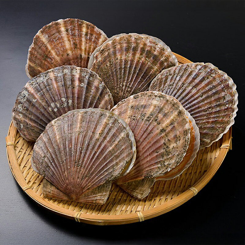 【ふるさと納税】新鮮 北海道 厚岸産 殻付ほたて 1.5kg(4枚～7枚) [ ホタテ 帆立 ほたて 産地直送 貝 バーベキュー ]　お届け：2026年11月上旬～12月上旬