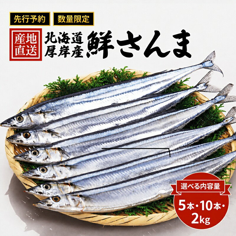 サンマ 内容量が選べる 産地直送 北海道 厚岸産 刺身用 鮮さんま 5本・10本・2kg [厚岸漁業協同組合] [ サンマ 秋刀魚 さんま 鮮魚 魚介類 海産 生さんま ] お届け:2026年9月20日〜11月10日まで