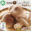 【ふるさと納税】1803. しいたけ 特A 秀品 2パック 計500g 摩周美人 シイタケ 椎茸 生しいたけ 生シイタケ きのこ キノコ 菌床栽培 大粒 肉厚 ...