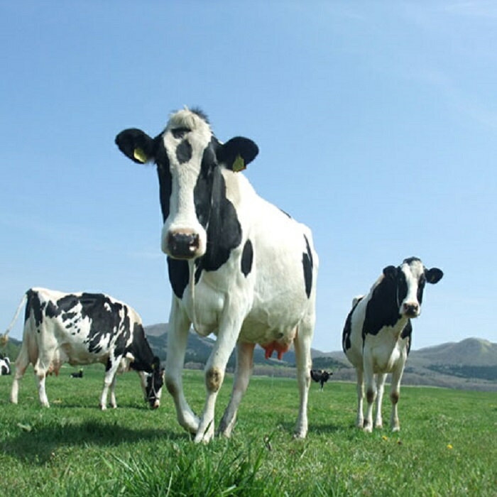 【ふるさと納税】1851.牛のおっぱいミルク5本セット