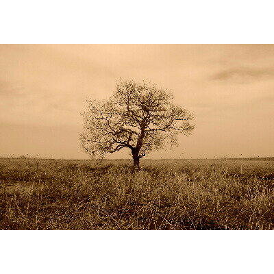 北海道鶴居村の画像2