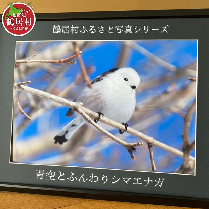 農場カメラマンが撮った鶴居村ふるさと写真シリーズ 【青空とふんわり シマエナガ 】 北海道 鶴居村 自然 野生動物 フクロウ
