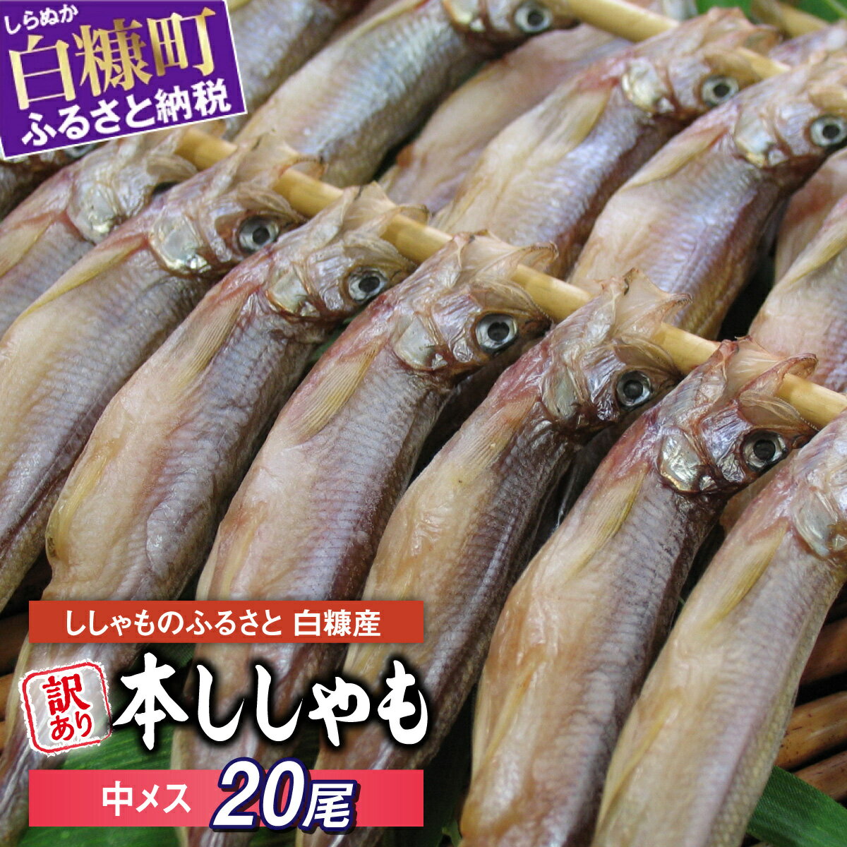 【ふるさと納税】【訳あり】しらぬか産 本ししゃも 【数量限定】【中メス20尾】 とっても美味しい!  ...
