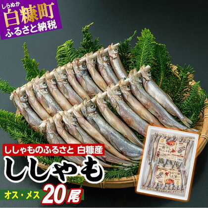 しらぬか産 ししゃも20尾（オス・メス各10尾） 北海道産 国産 ふるさと納税 魚 魚介 グルメ 食べ物 北海道 白糠町