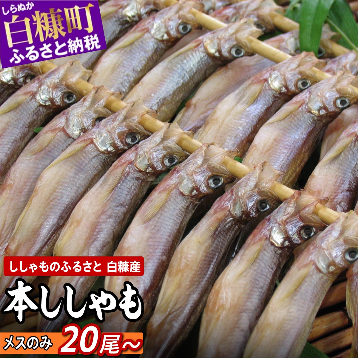 【ふるさと納税】 ＼高評価 5.00／ しらぬか産本ししゃも メス20尾～30尾（通常サイズ）／メス ...