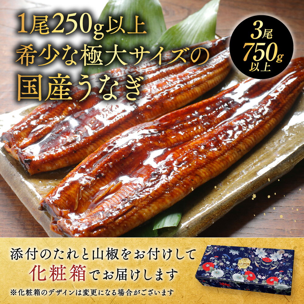 【ふるさと納税】国産 希少 極大 特上うなぎ 250g 3尾 発送時期が選べる 6月 7月（ 国産 うなぎ 鰻 ウナギ 蒲焼き 蒲焼 かばやき 魚 魚介 魚貝 海鮮 うな重 ひつまぶし 蒲焼 訳あり ギフト 人気 おすすめ 北海道 別海町 250g 3尾 うなぎ 鰻 訳あり ギフト 人気 おすすめ）
