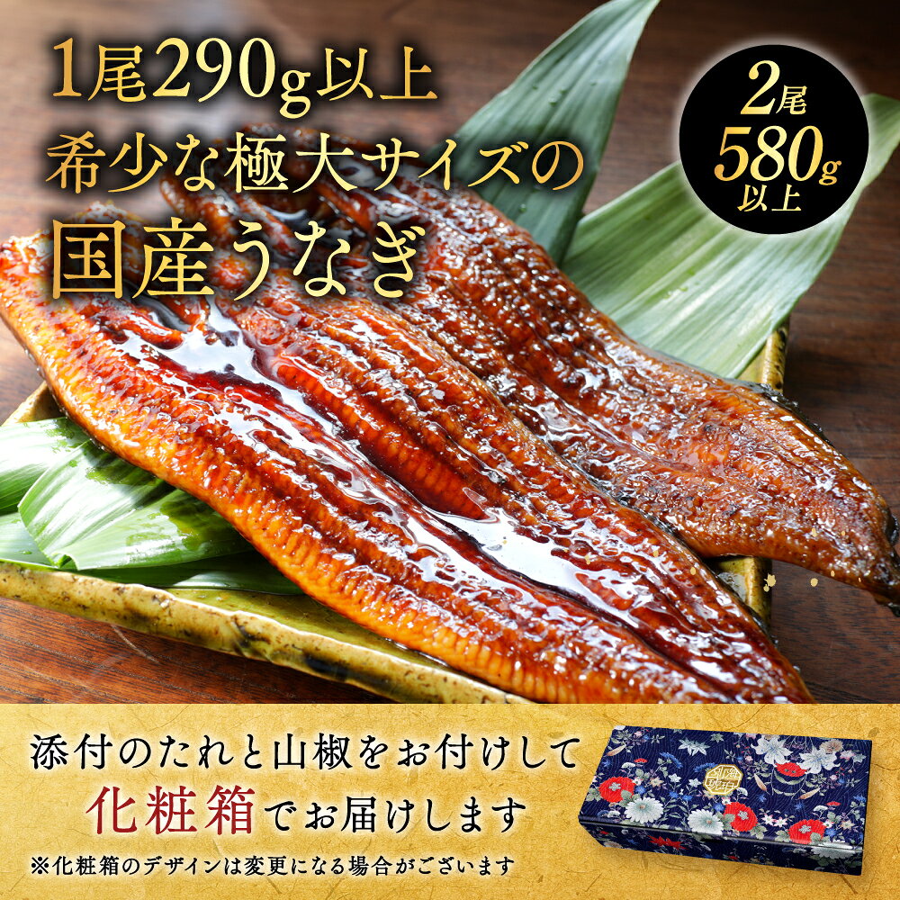 【ふるさと納税】国産 希少 極大 特上うなぎ 290g×2尾【発送時期が選べる】（ ふるさと納税 うなぎ 美味しい 鰻 ウナギ 蒲焼き 蒲焼 かばやき 魚 魚介 魚貝 海鮮 うな重 ひつまぶし 蒲焼 訳あり ギフト 人気 おすすめ 北海道 別海町 ふるさと納税 お中元 ）