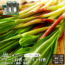 【ふるさと納税】【ハーブとして最適】行者にんにく3袋(葉部・茎部)グリーン行者×2袋 ホワイト行者×1袋 | オンライン 申請 ふるさと納税 北海道 中標津 ハーブ 香草 行者ニンニク にんにくの芽 長期保存 山菜 お取り寄せ 北海道 中標津町 中標津【20019】