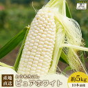 【ふるさと納税】【先行予約】上原農場直送 有機栽培とうもろこし (ピュアホワイト) 約5kg 約10本前後 | ふるさと納税 北海道 中標津 なかしべつ とうもろこし ピュアホワイト とうきび コーン夏 新鮮 ワンストップ マイページ 上原農場 中標津町【66016】