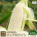 【ふるさと納税】【先行予約】上原農場直送 有機栽培とうもろこし (ピュアホワイト) 約30kg 約65本前後 | ふるさと納税 北海道 中標津 なかしべつ とうもろこし ピュアホワイト とうきび コーン 夏 新鮮 ワンストップ マイページ 上原農場 中標津町【66018】