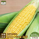 【ふるさと納税】【先行予約】上原農場直送 有機栽培とうもろこし (サニーショコラ) 約10kg 約20本前後 | 北海道 中標津 とうもろこし とうきび 野菜 夏野菜 夏 産地直送 新鮮 採れたて 朝採れ お取り寄せ ワンストップ マイページ 上原農場 中標津町【66020】