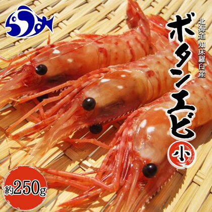 知床羅臼ボタンエビ(小) 250g 魚介類 北海道 海産物 魚介 生産者 支援 応援 F21M-313