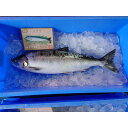 【ふるさと納税】知床羅臼産!幻の魚鮭児 1尾(3.3kg〜3.4kg) | 魚介類 水産 食品 人気 おすすめ 送料無料