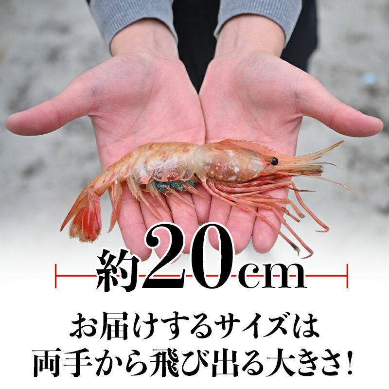 【ふるさと納税】北海道産 知床羅臼産ボタンエビ 大サイズ2kg ぼたんえび ぼたん海老 北海道 海産物 魚介 魚介類 F21M-049