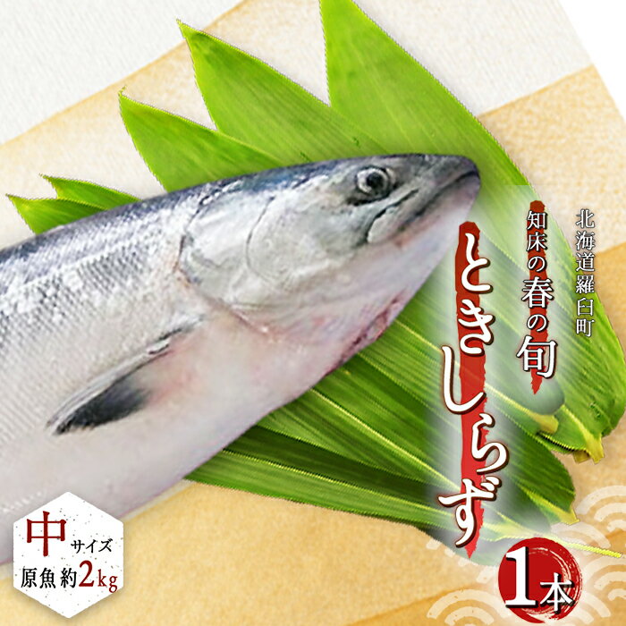 【ふるさと納税】今が旬 トキシラズ1本買い（中） 北海道 知床 羅臼 鮭 サケ さけ シャケ 海産物 時鮭 焼魚 魚 魚介 魚介類 F21M-528のサムネイル