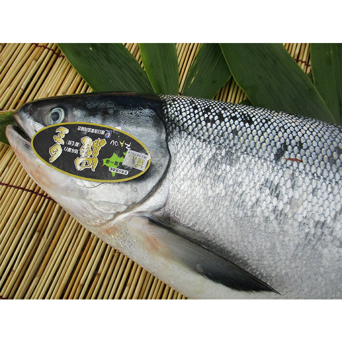 【ふるさと納税】知床羅臼産 鮭 羅皇（らおう）4～5kg 生産者 支援 応援