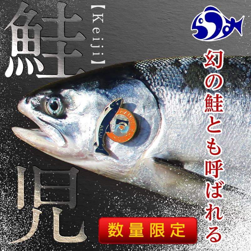 【ふるさと納税】北海道羅臼産 幻の鮭児（白鮭） 1本（2.1~2.5kg）《数量限定》切り身加工 世界遺産知床の海 秋鮭 しゃけ 魚 北海道 海産物 魚介 魚介類 知床 しれとこ 羅臼 らうす 世界自然遺産 人気 ブランド 天然 鮭 さけ サケ シャケ 脂 送料無料 F21M-613