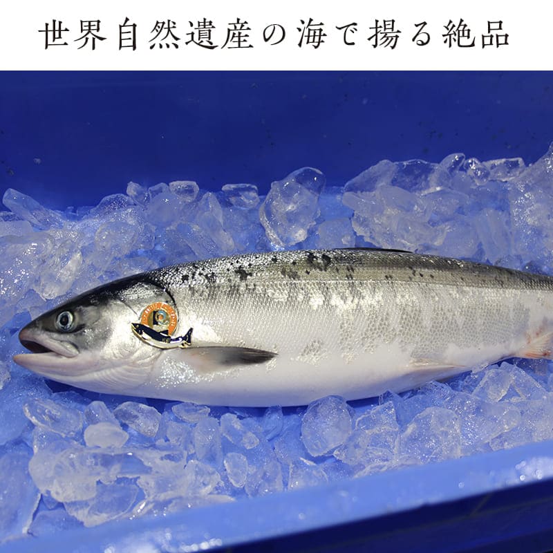 【ふるさと納税】北海道羅臼産 幻の鮭児（白鮭） 1本（2.1~2.5kg）《数量限定》切り身加工 世界遺産知床の海 秋鮭 しゃけ 魚 北海道 海産物 魚介 魚介類 知床 しれとこ 羅臼 らうす 世界自然遺産 人気 ブランド 天然 鮭 さけ サケ シャケ 脂 送料無料 F21M-613