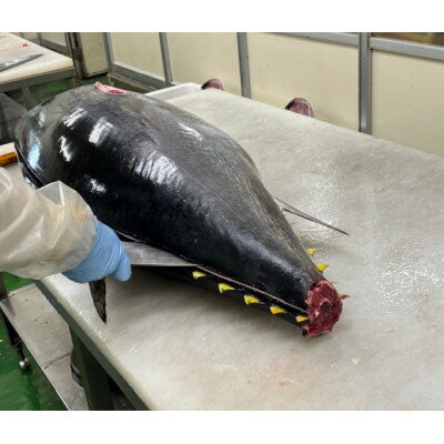 【ふるさと納税】【市場直送!】青森産　天然本マグロ　切り落とし まぐろ(赤身・中トロ・大トロ入り)　250g×2P【配送不可地域：離島】【1657204】