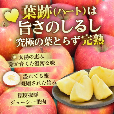 【ふるさと納税】11-12月 蜜入り時期に厳選発送! 青森県産 りんご 訳あり 葉とらずサンふじ 家庭用 約10kg【配送不可地域：沖縄県】【1757319】