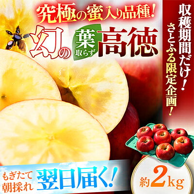 【関東限定】【朝採れりんごが翌日届く!】幻のりんご 葉取らず高徳 約2～3kg【さとふる限定】【配送不可地域：離島・北海道・沖縄県・東北・信越、北陸・東海・近畿・中国・四国・九州】【G1789064】