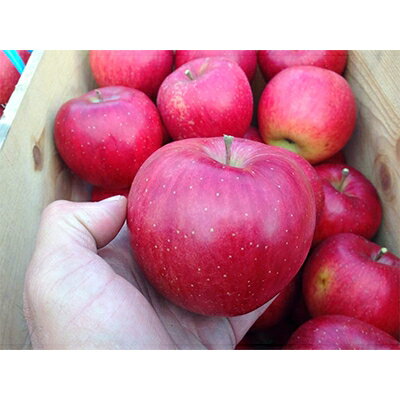 りんご シナノスイート 家庭用 約3kg _A1-813[配送不可地域:離島]