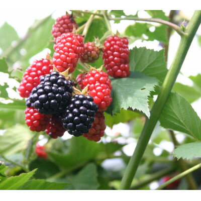 青森県青森市の画像3