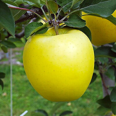 【ふるさと納税】「シナノゴールド」3kg・訳あり家庭用りんご【冷蔵:スマートフレッシュ加工】【配送不可地域：離島・沖縄県】【1287592】