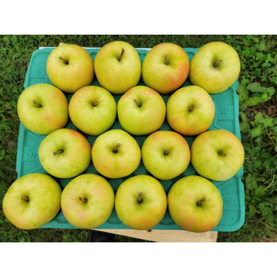 【ふるさと納税】【訳あり】青森県産りんご「トキ 家庭用」約5kg 産地直送!【配送不可地域:離島】【1513093】