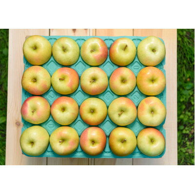 【ふるさと納税】【2026年11月より順次発送】平均糖度13度以上! トキ 約10kg 訳あり【配送不可地域：沖縄県】【1608006】