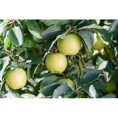 青森県青森市の画像3