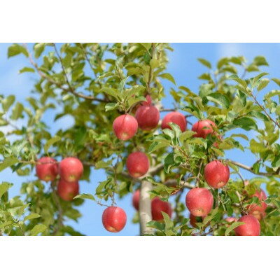 【ふるさと納税】【26年1月出荷予定】 紅玉 約10kg 訳あり【配送不可地域：離島・沖縄県】【1612083】