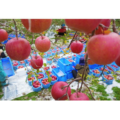 【ふるさと納税】平均糖度13度以上! サンふじ 約5kg 訳あり【配送不可地域：離島・沖縄県】【1612827】