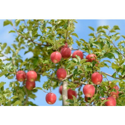 【ふるさと納税】【26年3月出荷予定】紅玉 約10kg 訳あり【配送不可地域：離島・沖縄県】【1612936】